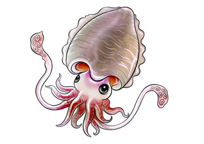 CuttleFish Roll Fillet