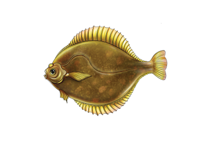 Flounder yellowfin sole
