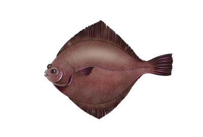 Flounder flathead sole
