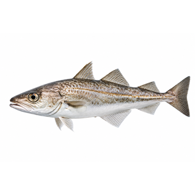 Alaskan pollock
