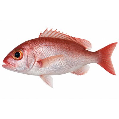 BIG EYES SNAPPER