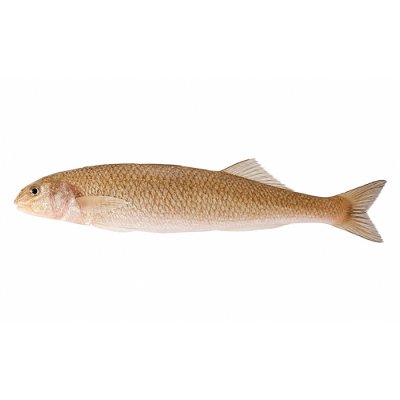 ESO/LIZARD FISH