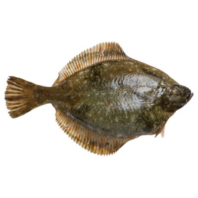 Flounder