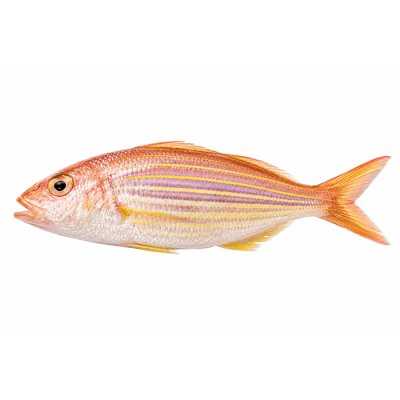 ITOYORI/GOLDEN THREADFIN BREAM