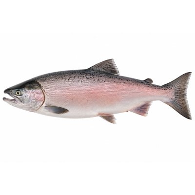 Pink salmon